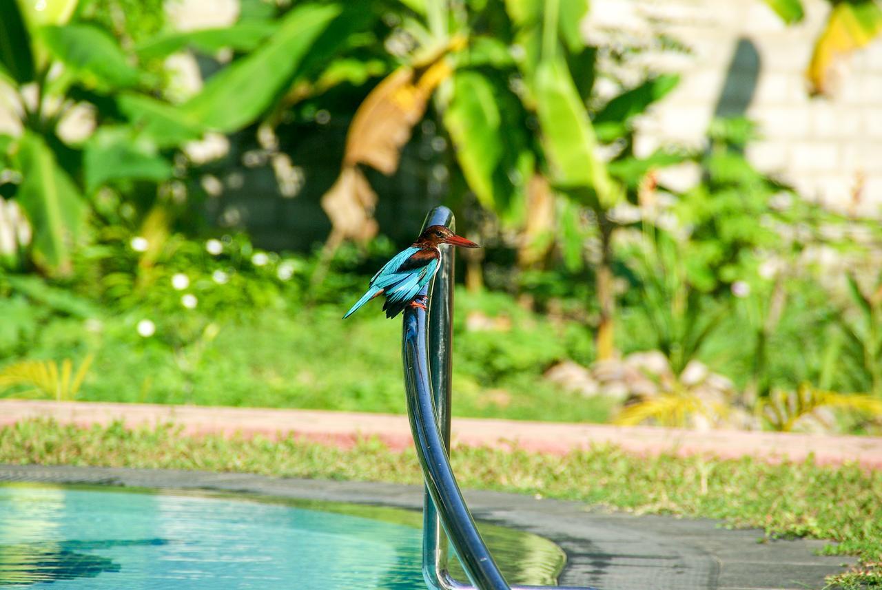 King Coconut Lodge Habaraduwa Екстер'єр фото